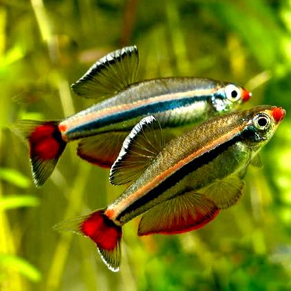 Tanichthys albonubes   Chinese danio L